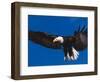 Bald Eagle in Flight-Lynn M^ Stone-Framed Photographic Print