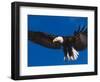 Bald Eagle in Flight-Lynn M^ Stone-Framed Photographic Print