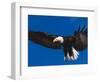 Bald Eagle in Flight-Lynn M^ Stone-Framed Photographic Print