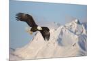 Wood Mount