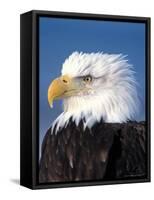 Bald Eagle in Katchemack Bay, Alaska, USA-Steve Kazlowski-Framed Stretched Canvas