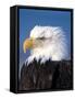 Bald Eagle in Katchemack Bay, Alaska, USA-Steve Kazlowski-Framed Stretched Canvas