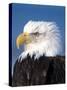 Bald Eagle in Katchemack Bay, Alaska, USA-Steve Kazlowski-Stretched Canvas