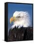 Bald Eagle in Katchemack Bay, Alaska, USA-Steve Kazlowski-Framed Stretched Canvas