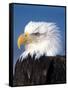 Bald Eagle in Katchemack Bay, Alaska, USA-Steve Kazlowski-Framed Stretched Canvas