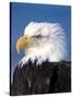 Bald Eagle in Katchemack Bay, Alaska, USA-Steve Kazlowski-Stretched Canvas