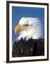 Bald Eagle in Katchemack Bay, Alaska, USA-Steve Kazlowski-Framed Premium Photographic Print