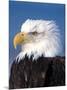 Bald Eagle in Katchemack Bay, Alaska, USA-Steve Kazlowski-Mounted Premium Photographic Print