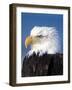 Bald Eagle in Katchemack Bay, Alaska, USA-Steve Kazlowski-Framed Photographic Print