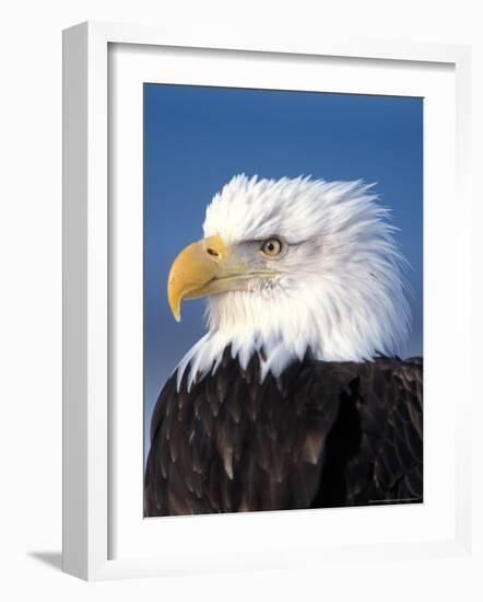 Bald Eagle in Katchemack Bay, Alaska, USA-Steve Kazlowski-Framed Photographic Print