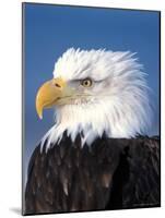 Bald Eagle in Katchemack Bay, Alaska, USA-Steve Kazlowski-Mounted Photographic Print
