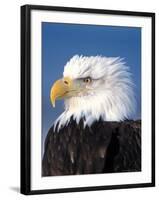 Bald Eagle in Katchemack Bay, Alaska, USA-Steve Kazlowski-Framed Photographic Print