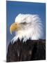 Bald Eagle in Katchemack Bay, Alaska, USA-Steve Kazlowski-Mounted Photographic Print