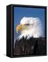 Bald Eagle in Katchemack Bay, Alaska, USA-Steve Kazlowski-Framed Stretched Canvas