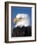 Bald Eagle in Katchemack Bay, Alaska, USA-Steve Kazlowski-Framed Premium Photographic Print