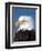 Bald Eagle in Katchemack Bay, Alaska, USA-Steve Kazlowski-Framed Premium Photographic Print