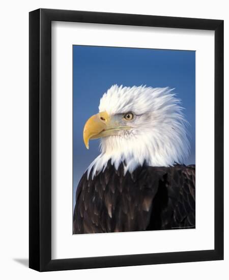 Bald Eagle in Katchemack Bay, Alaska, USA-Steve Kazlowski-Framed Premium Photographic Print