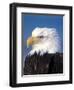 Bald Eagle in Katchemack Bay, Alaska, USA-Steve Kazlowski-Framed Premium Photographic Print