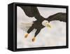 Bald Eagle in Landing Posture, Homer, Alaska, USA-Arthur Morris-Framed Stretched Canvas