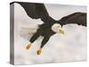 Bald Eagle in Landing Posture, Homer, Alaska, USA-Arthur Morris-Stretched Canvas