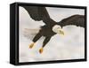 Bald Eagle in Landing Posture, Homer, Alaska, USA-Arthur Morris-Framed Stretched Canvas