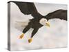 Bald Eagle in Landing Posture, Homer, Alaska, USA-Arthur Morris-Stretched Canvas