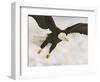 Bald Eagle in Landing Posture, Homer, Alaska, USA-Arthur Morris-Framed Photographic Print