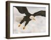 Bald Eagle in Landing Posture, Homer, Alaska, USA-Arthur Morris-Framed Photographic Print