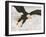 Bald Eagle in Landing Posture, Homer, Alaska, USA-Arthur Morris-Framed Photographic Print