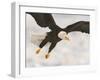 Bald Eagle in Landing Posture, Homer, Alaska, USA-Arthur Morris-Framed Photographic Print