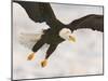 Bald Eagle in Landing Posture, Homer, Alaska, USA-Arthur Morris-Mounted Photographic Print