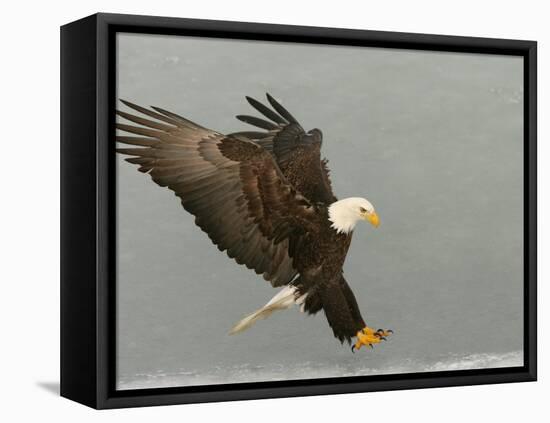 Bald Eagle in Landing Posture, Homer, Alaska, USA-Arthur Morris-Framed Stretched Canvas