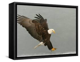 Bald Eagle in Landing Posture, Homer, Alaska, USA-Arthur Morris-Framed Stretched Canvas