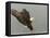 Bald Eagle in Landing Posture, Homer, Alaska, USA-Arthur Morris-Framed Stretched Canvas