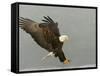 Bald Eagle in Landing Posture, Homer, Alaska, USA-Arthur Morris-Framed Stretched Canvas