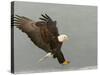 Bald Eagle in Landing Posture, Homer, Alaska, USA-Arthur Morris-Stretched Canvas
