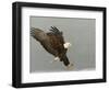 Bald Eagle in Landing Posture, Homer, Alaska, USA-Arthur Morris-Framed Photographic Print