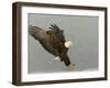 Bald Eagle in Landing Posture, Homer, Alaska, USA-Arthur Morris-Framed Photographic Print