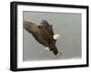 Bald Eagle in Landing Posture, Homer, Alaska, USA-Arthur Morris-Framed Photographic Print