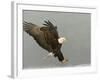 Bald Eagle in Landing Posture, Homer, Alaska, USA-Arthur Morris-Framed Photographic Print