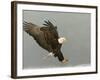 Bald Eagle in Landing Posture, Homer, Alaska, USA-Arthur Morris-Framed Photographic Print