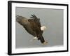 Bald Eagle in Landing Posture, Homer, Alaska, USA-Arthur Morris-Framed Photographic Print