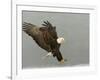 Bald Eagle in Landing Posture, Homer, Alaska, USA-Arthur Morris-Framed Photographic Print