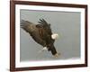 Bald Eagle in Landing Posture, Homer, Alaska, USA-Arthur Morris-Framed Photographic Print