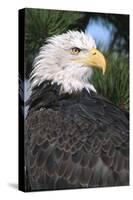 Bald Eagle in Pine Tree, Colorado-Richard and Susan Day-Stretched Canvas