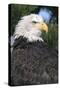 Bald Eagle in Pine Tree, Colorado-Richard and Susan Day-Stretched Canvas