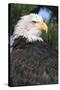 Bald Eagle in Pine Tree, Colorado-Richard and Susan Day-Stretched Canvas