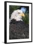 Bald Eagle in Pine Tree, Colorado-Richard and Susan Day-Framed Photographic Print