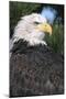Bald Eagle in Pine Tree, Colorado-Richard and Susan Day-Mounted Photographic Print