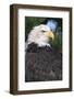 Bald Eagle in Pine Tree, Colorado-Richard and Susan Day-Framed Photographic Print